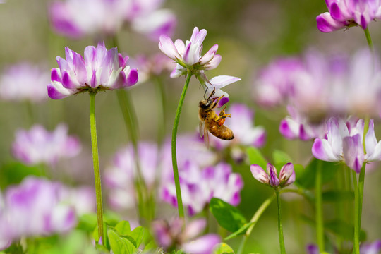 蜜蜂