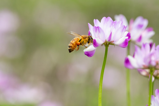 蜜蜂采蜜