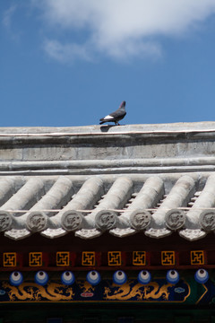 古建筑屋顶上的鸽子