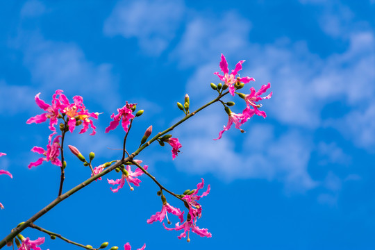 木棉花