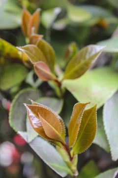 山茶花嫩芽