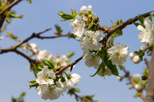 车厘子花