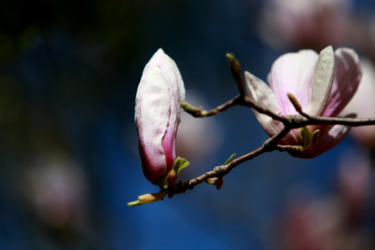 玉兰花