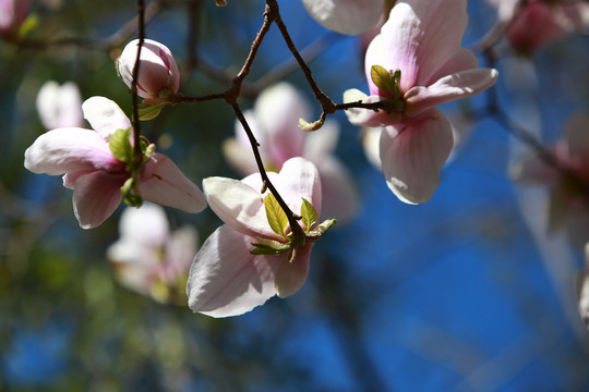 玉兰花