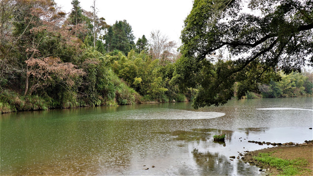 小溪小河大榕树