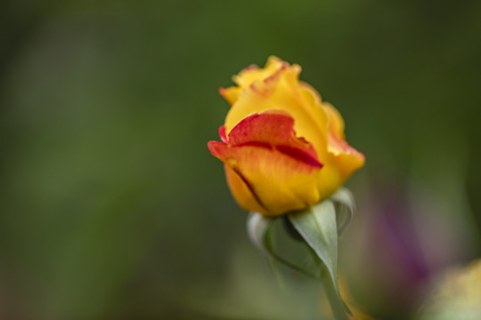 黄色月季花花蕾