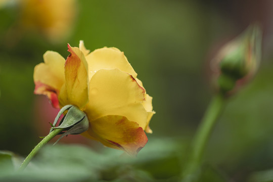 一枝红色的月季花