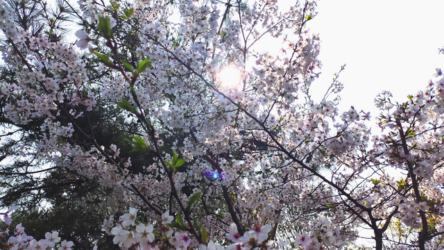 春天樱花树