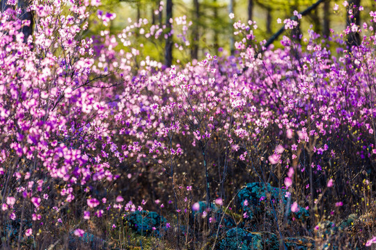 春季杜鹃花森林