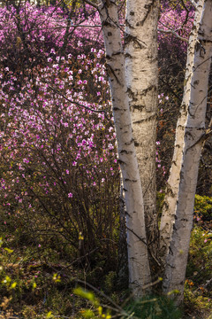 春天杜鹃花白桦树