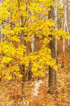 秋季树林柞树蒙古栎