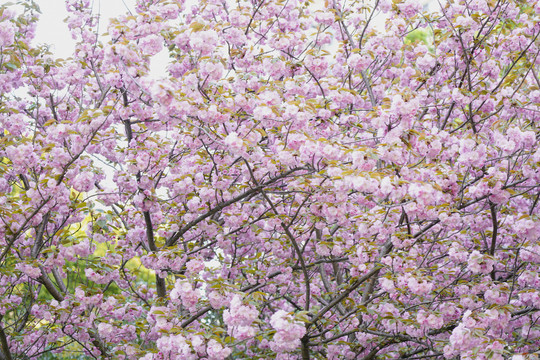 樱花季