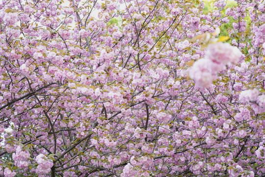 樱花树