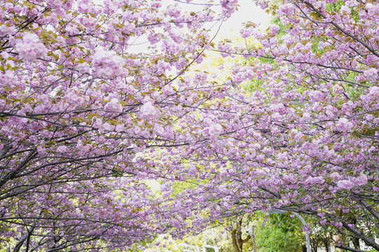 樱花大道