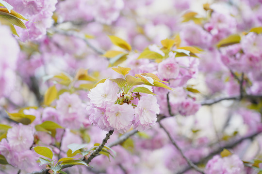 樱花树林