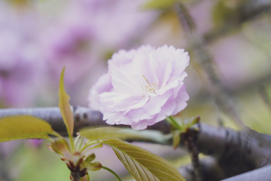 樱花特写