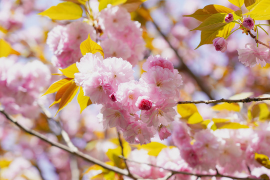 日本樱花