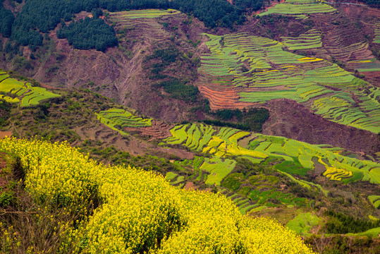 乡村油菜花梯田