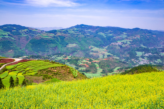 山区油菜花田