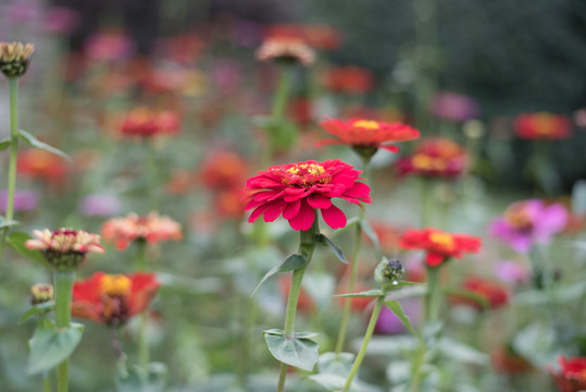 百日菊