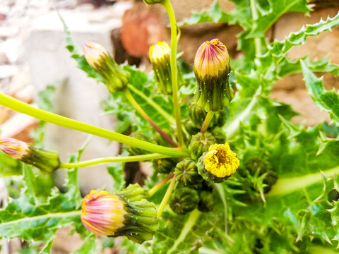 苦苣野菜苦菜大蓟