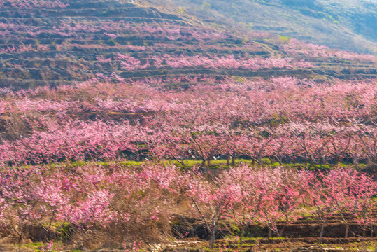 山东沂蒙山区桃花花海059