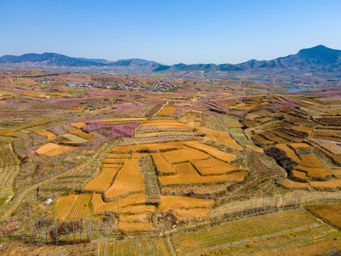 山东沂蒙山区桃花花海123