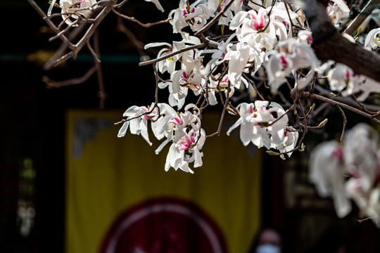 大觉寺玉兰