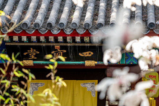 大觉寺玉兰