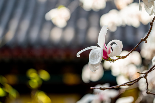 大觉寺玉兰
