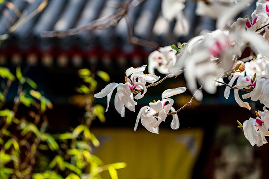 大觉寺玉兰