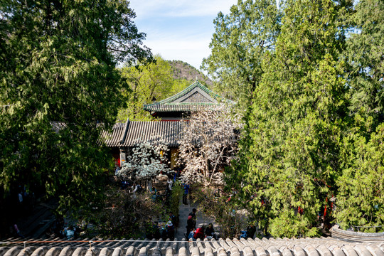 大觉寺玉兰