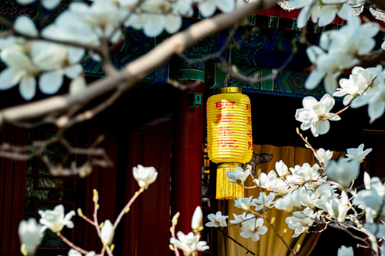 大觉寺玉兰