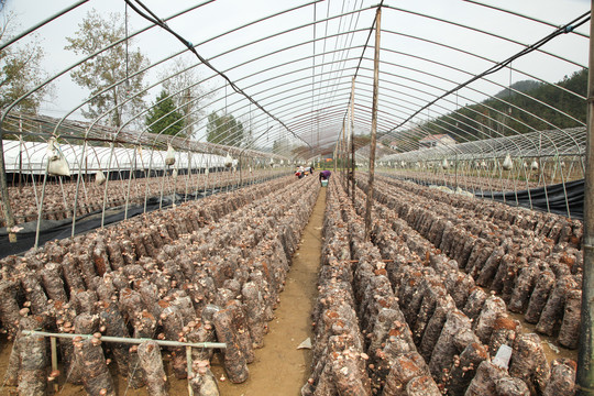 大栅香菇种植
