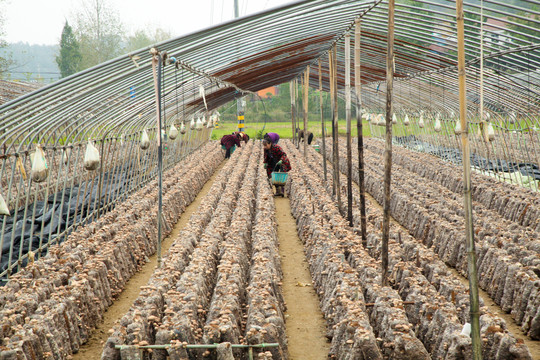 大栅香菇种植基地