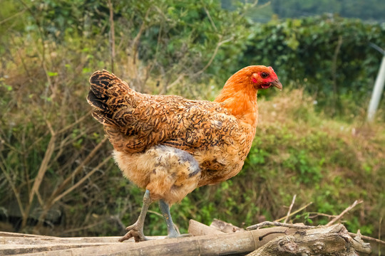 老母鸡