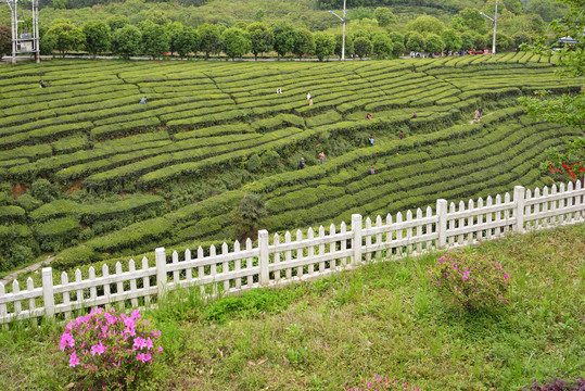 茶山风光