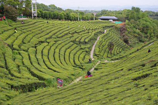 茶山的线条