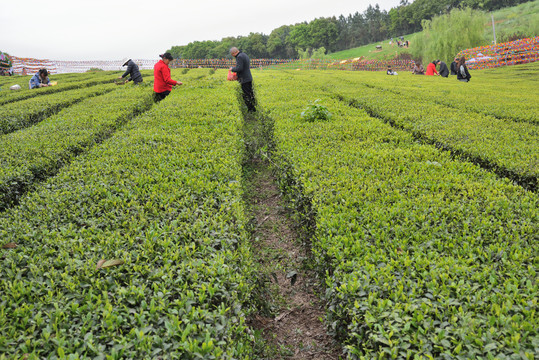 茶山风光