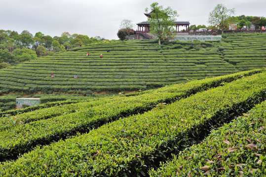 茶山之魂