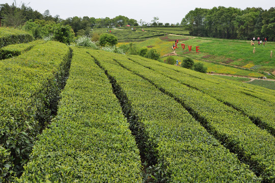 茶山风光