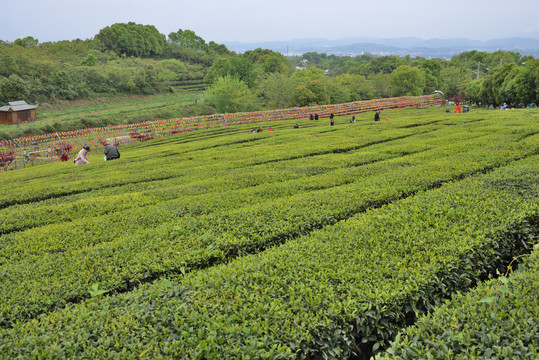 茶山风光