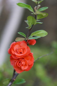 山茶花