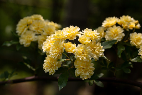 黄木香花