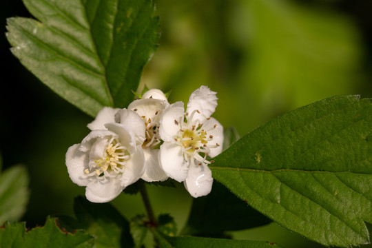 山楂花