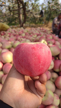红富士苹果果园实拍