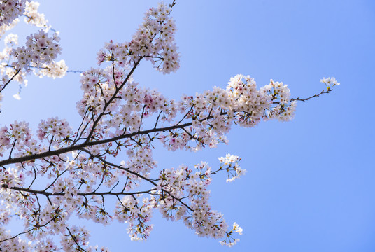 樱花花枝