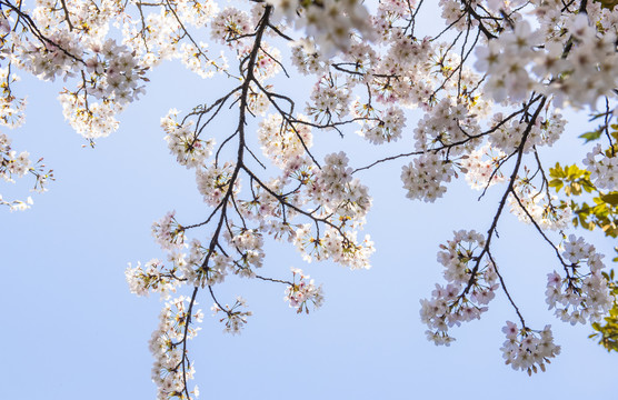 樱花花枝