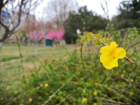 小黄花