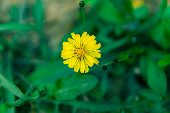 苦菜花